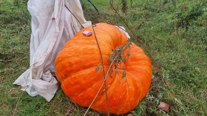 Selling pumpkin - Pumpkin, Giant pumpkin