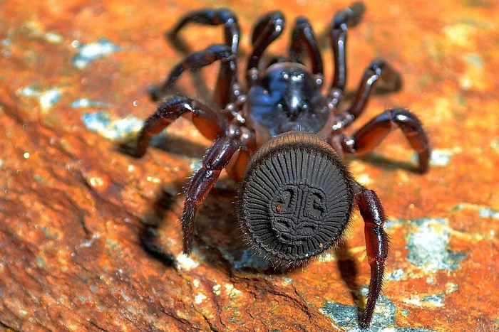 Seal spider, crystal ant, iron-armored snail, strontium skeleton and golden beetle. TOP 5 paradoxical life forms on Earth. Issue 3 - My, Animals, wildlife, Travels, Insects, Clam, Macro photography, In the animal world, Rare view, Around the world, Longpost, Spider, Ants