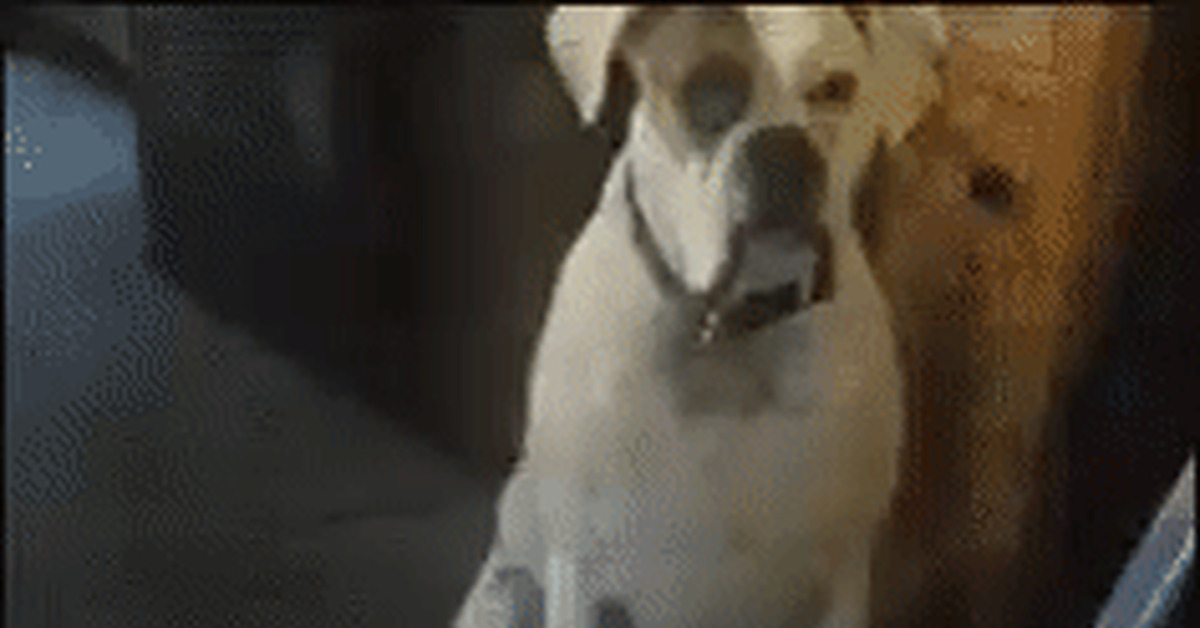 When a dog is a genius - Dog, Shoes, GIF