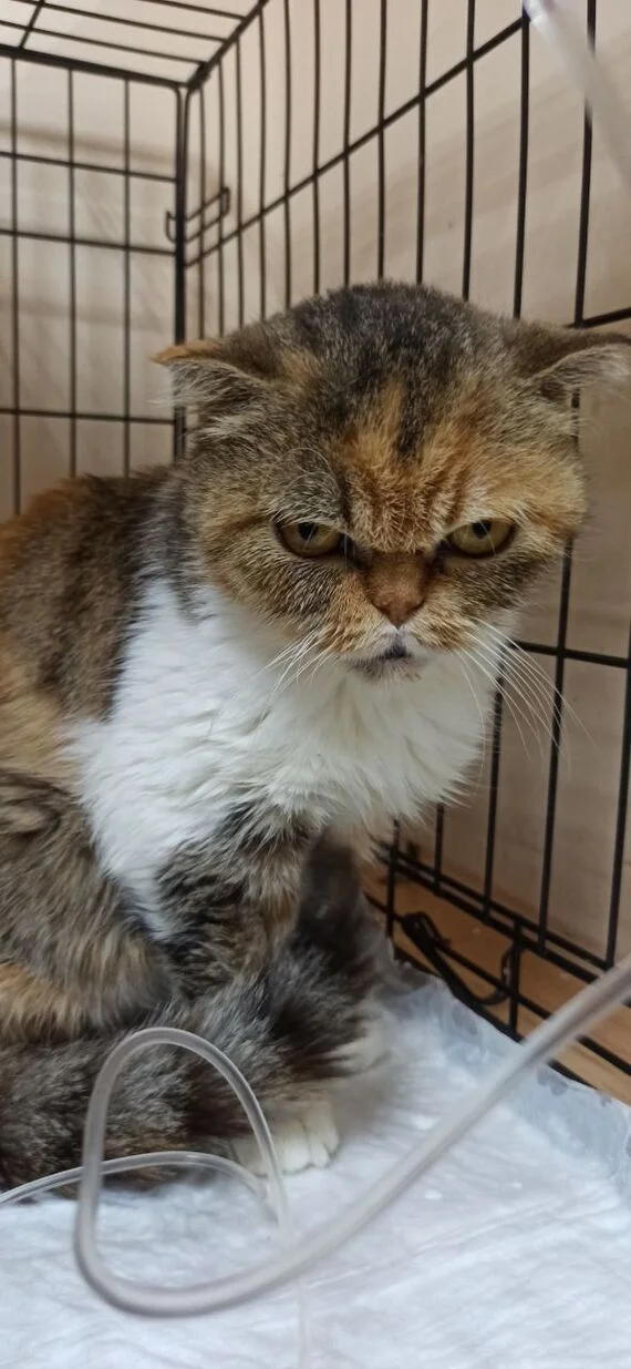 News on Busa - My, No rating, Shelter, Animal shelter, Overexposure, Homeless animals, Animal Rescue, cat, Tricolor cat, Fluffy, Volunteering, Charity, Cat lovers, Telegram (link), The rescue, Pet the cat