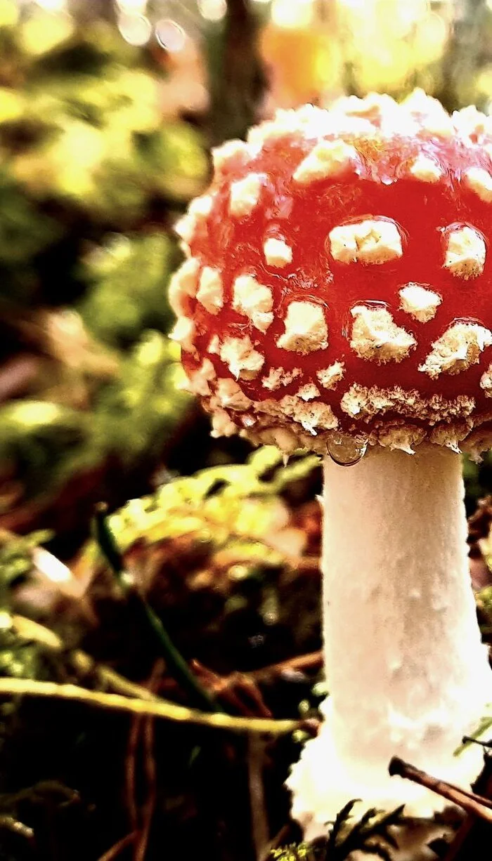 Fly agaric - My, Fly agaric, Mushrooms, Forest, beauty, Longpost