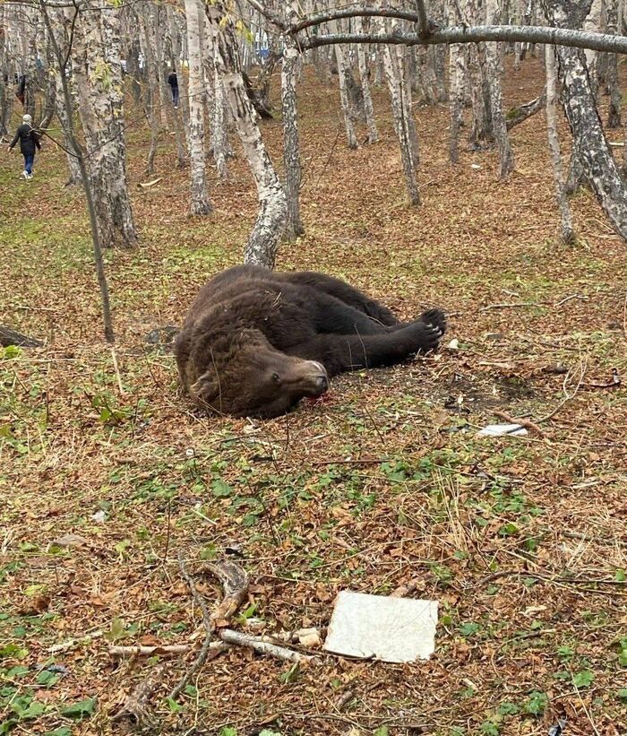 A short and sad story of a bear who accidentally entered the Petropavlovsk-Kamchatsky area - Animals, Nature, The Bears, People, Video, Vertical video, Longpost