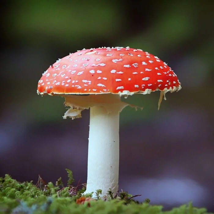 Russia began supplying tons of fly agarics to America - Health, Ecology, Treatment, The medicine, Medications, Politics, Russia, USA, Риа Новости