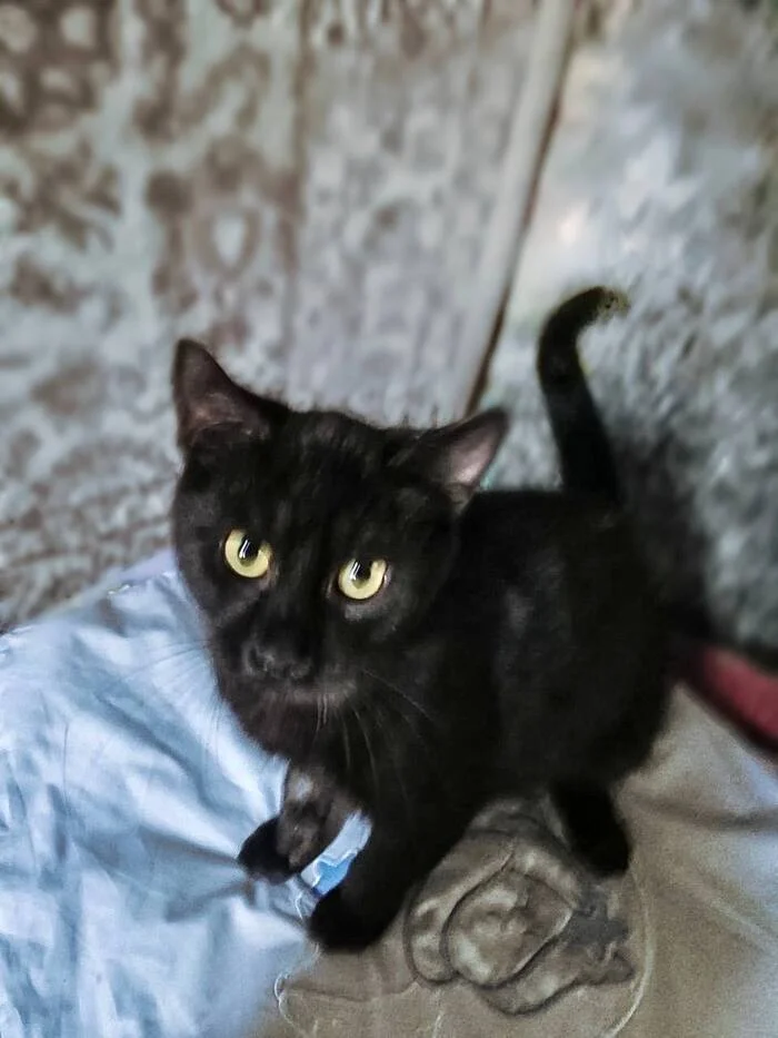 Kitty Mishutka is looking for a home - In good hands, Homeless animals, cat, No rating, Animal Rescue, Overexposure, Veterinary, Good league, Lost, Shelter