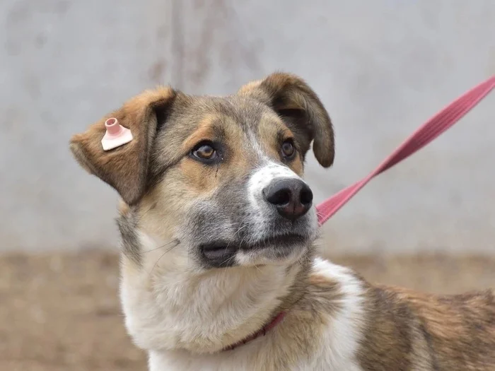 Help ZADOR avoid ending up in a shelter cage again - Homeless animals, In good hands, Overexposure, Volunteering, Dog, Permian, Perm Territory, Longpost