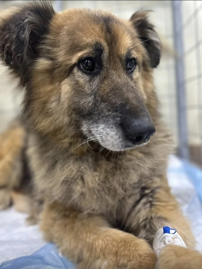 Leo needs a foster home or a home right away - Volunteering, Homeless animals, Overexposure, In good hands, Dog, Permian, Perm Territory, Shelter, Video, Vertical video, Longpost