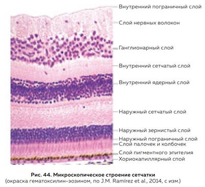 Зрение и нейронные сети - как мы на самом деле видим мир - Моё, Научпоп, Биология, Зрение, Глаза, Нейронные сети, Наука, Сетчатка, Ученые, Исследования, Офтальмология, Длиннопост