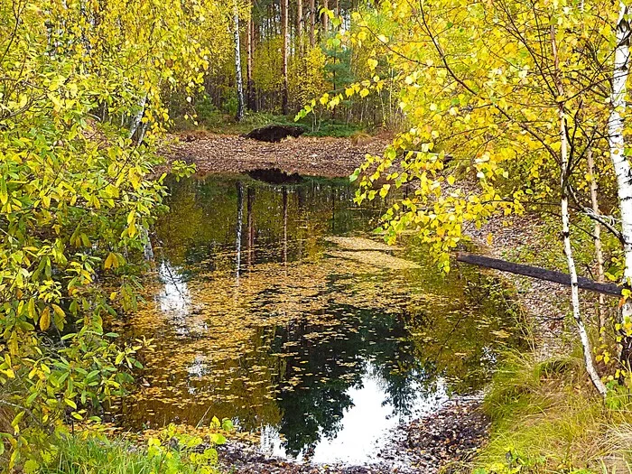 Autumn - My, The photo, Walk, Landscape, Nature