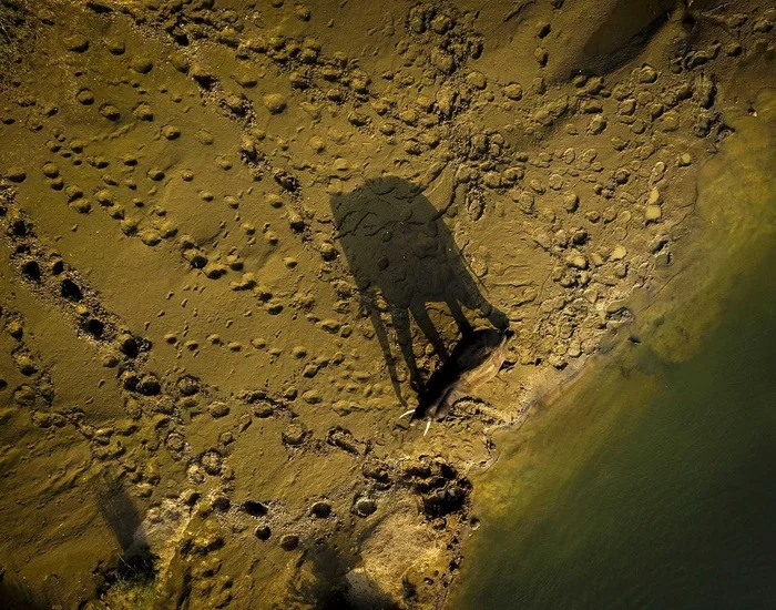 Where Giants Roam - Elephants, Wild animals, wildlife, Sri Lanka, Shadow, Footprints, River, The photo, Aerial photography