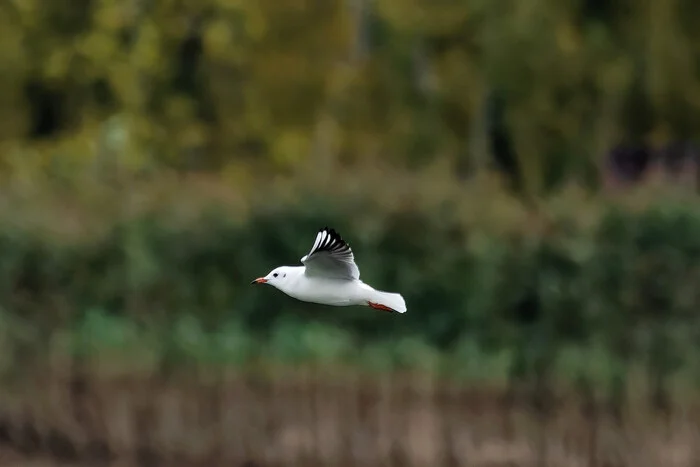 October. Miscellaneous - My, Photo hunting, The nature of Russia, Birds, Hobby, The photo, Nature, Autumn, wildlife, Bird watching, Longpost