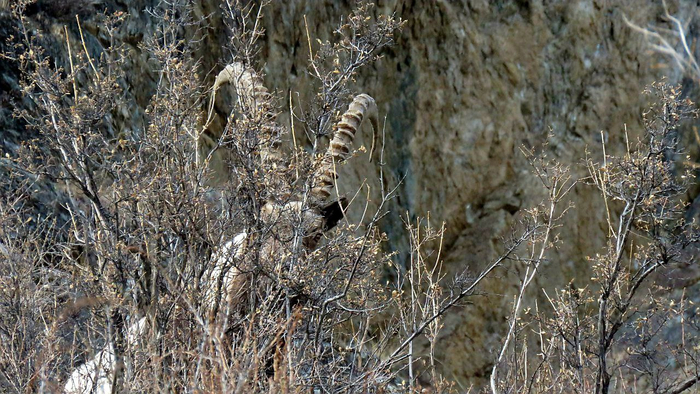  Возраст самцов считают по шишкам на рогах. Две шишки - это один год