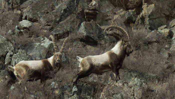 Пожилые самцы