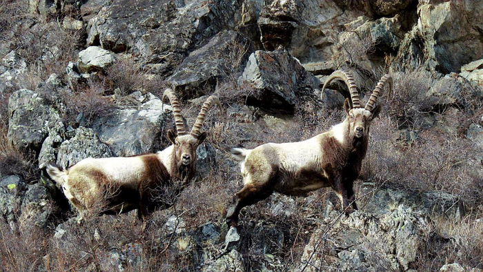 С возрастом самцы меняют окрас, и из коричневых и рыжеватых становятся вот такими пятнистыми, как будто светлые жилеты надели