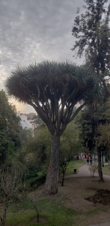 Walking in the city center. Santiago Chile - My, South America, A bike, Travels, Bike trip, Solo travel, Chile, Santiago, Bike ride, Andes, Cyclist, Town, Longpost