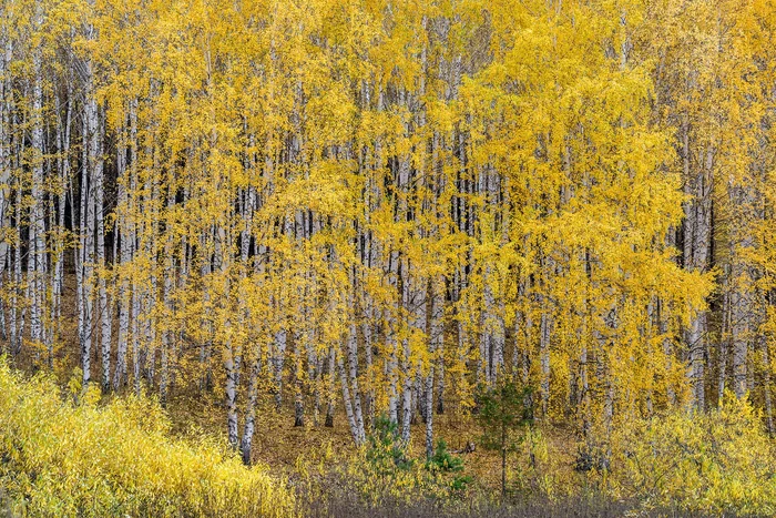 Золотое кружево - Лес, Березовый лес, Фотография, Башкортостан, Красивый вид, Роща, Пейзаж, Растения, Осень, Красота, Природа