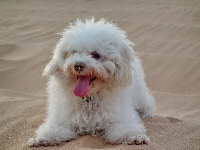 Reply to the post Just showing off my handsome guy - My, Dog, Nature, A wave of posts, Bichon Frise, The photo, Reply to post, Israel