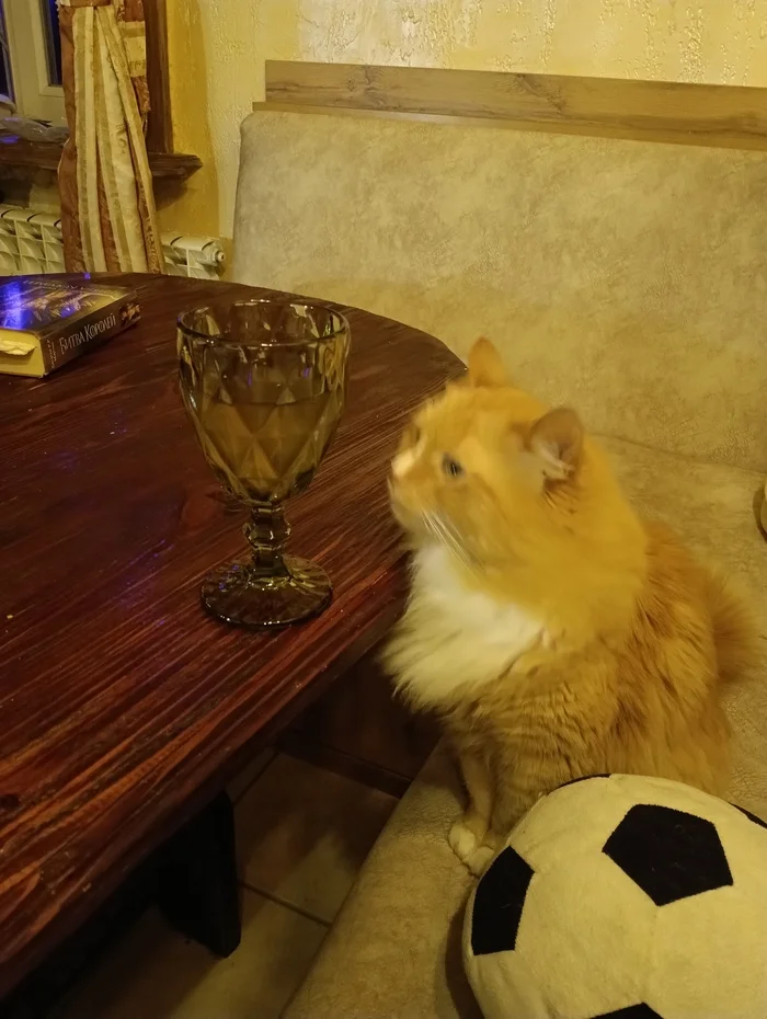 Friday evening - My, cat, Funny animals, Longpost, Pets, The photo