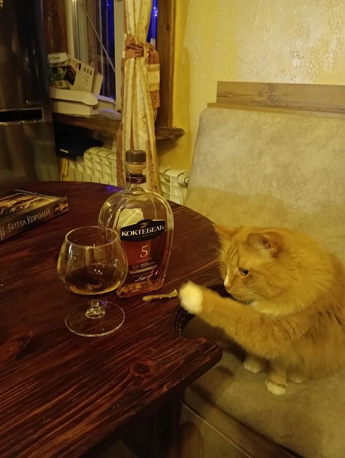 Friday evening - My, cat, Funny animals, Longpost, Pets, The photo