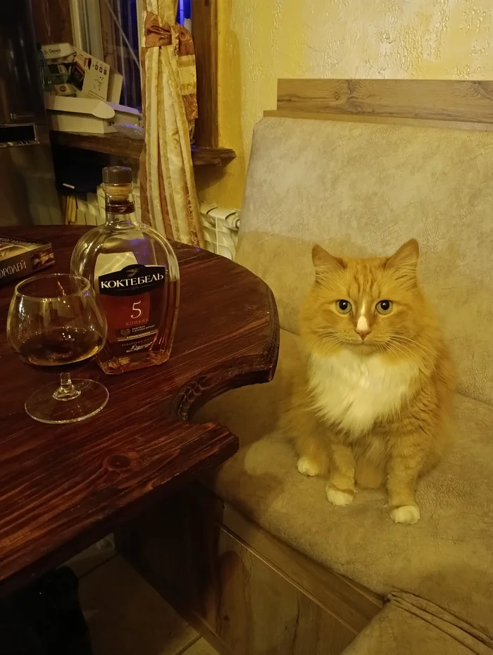 Friday evening - My, cat, Funny animals, Longpost, Pets, The photo