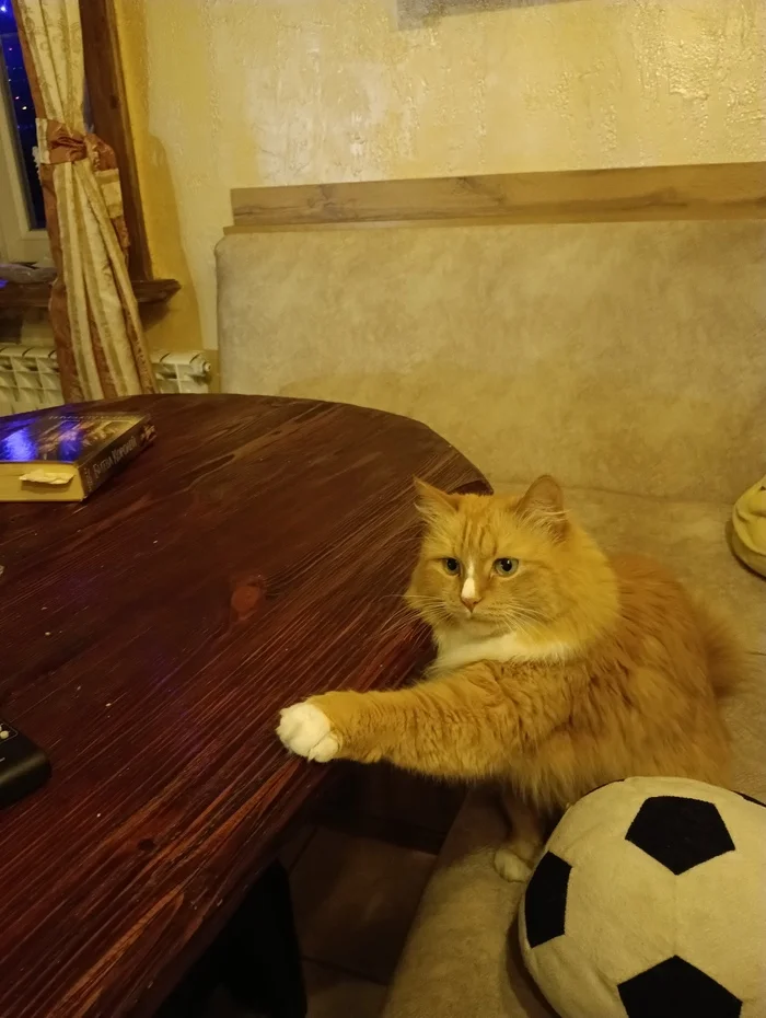 Friday evening - My, cat, Funny animals, Longpost, Pets, The photo