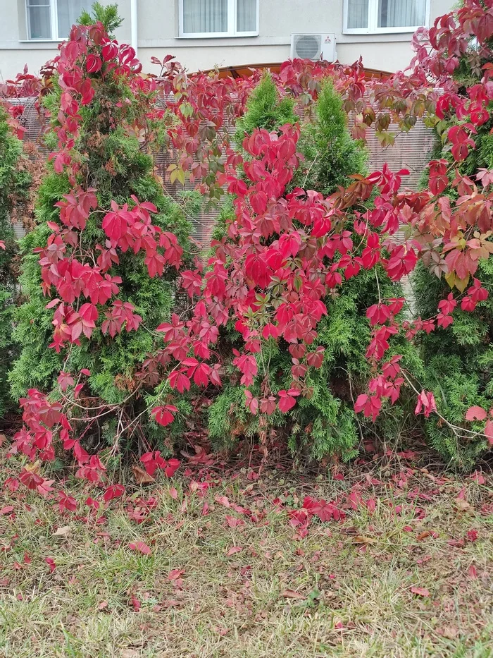 Autumn grapes on thuja - My, Autumn, Autumn leaves, City walk, Nature, The photo