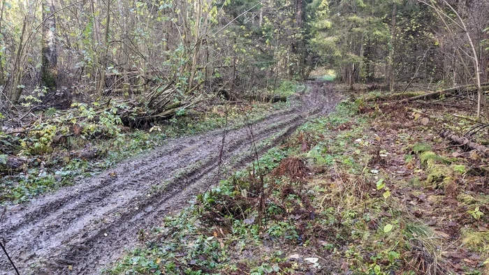 Quad bikers - Quad Bearers, ATV, Pig, Nature, Walk in the woods, Ban, Humor, Disgusting