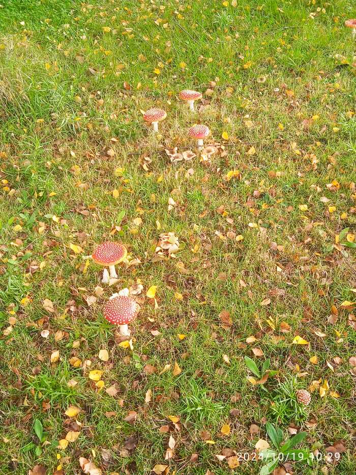 Fly agarics - My, Mushrooms, Fly agaric, Mobile photography, Miniature, Autumn, Longpost