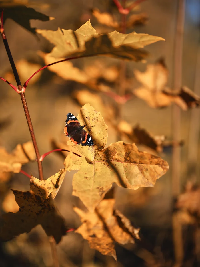 October 20th, Kaluga Region. Basking in the sun - My, The photo, Nature, Butterfly, Autumn, Obninsk, Longpost