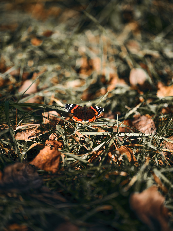 Fujifilm GFX 100 / Fujifilm GF 55mm F1.7