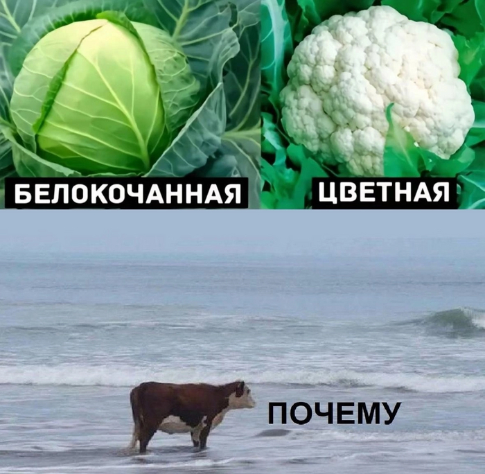 Риторический вопрос