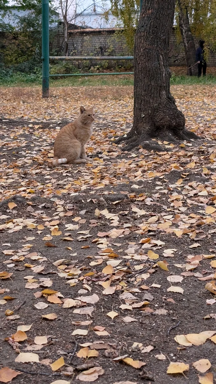 Autumn and the cat - My, cat, Google pixel smartphone, Autumn, The photo