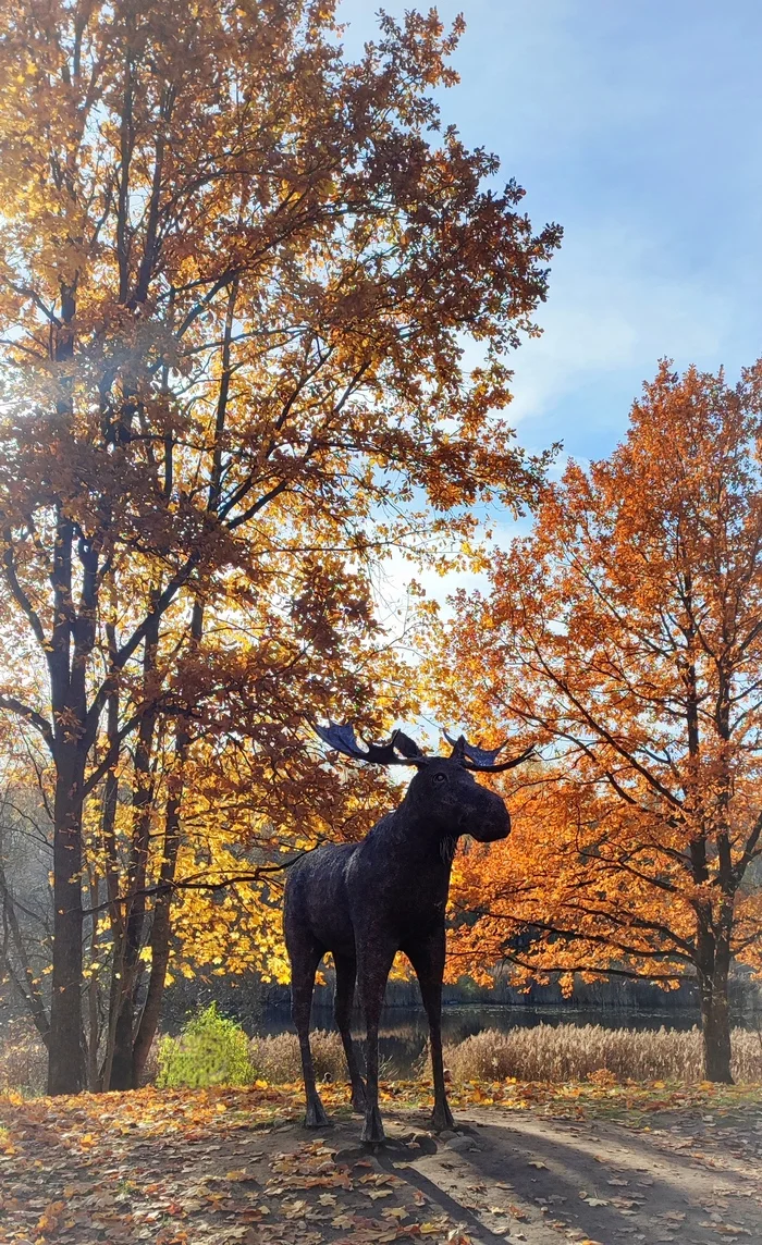 Autumn Elk - My, The photo, Emotions, beauty, Russia, Elk, Beautiful view, Beginning photographer, The park, Autumn, Nature