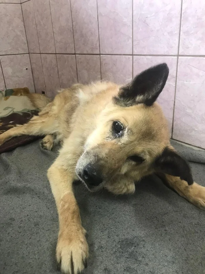 Mashenka's old age - Overexposure, Volunteering, Homeless animals, In good hands, Dog, Animal shelter, Permian, Perm Territory, Video, Vertical video, Longpost