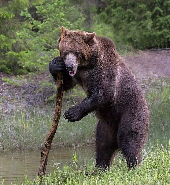 TIME - My, The Bears, Story, Forest, Picture with text, Author's story, Literature, Writing, A life, Animals, The photo, Stick