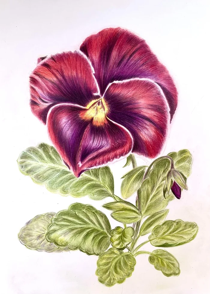 Viola - My, Painting, Colour pencils, Botanical illustration