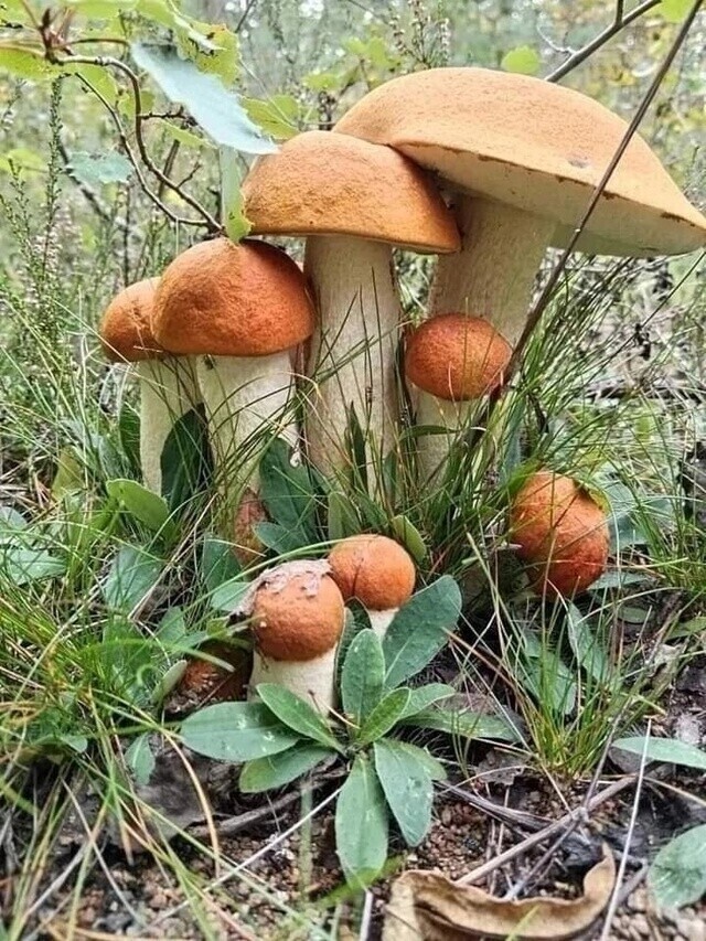 Family - The photo, Nature, Mushrooms, Family, Boletus