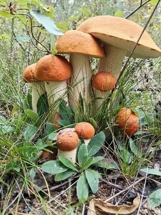 Family - The photo, Nature, Mushrooms, Family, Boletus, Boletus