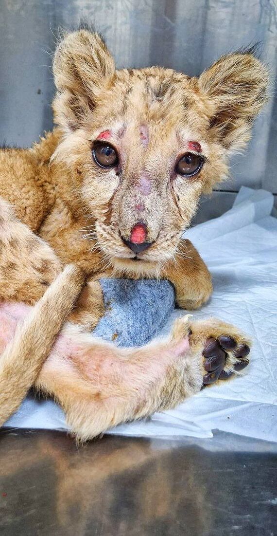 Moscow Region veterinarians are trying to save the life of a lion cub that lived in a hookah bar in Grozny. The animal is in critical condition - Animals, a lion, Horror, Video, Vertical video, Longpost, Lion cubs, Animal Rescue, Animal abuse, Big cats, Wild animals, Vet, Hookah bar, Cat family