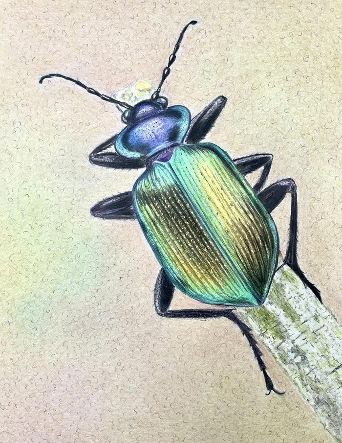 Beetle. Fragrant beetle (family Carabidae) Red Book of the Russian Federation - My, Animalistics, Colour pencils