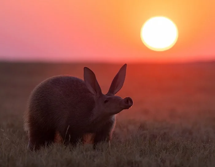 Aardvark at sunset - Aardvark, Wild animals, wildlife, Sunset, South Africa, The photo