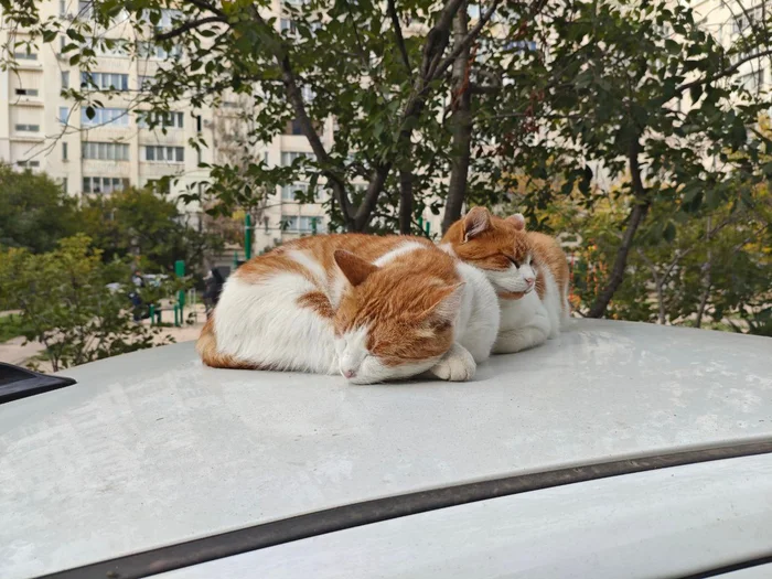 Just random cats on the street - My, cat, Street photography