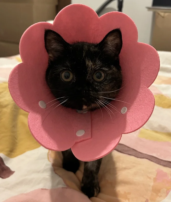 Please tell me what kind of flower this is? - My, cat, Cone, Funny