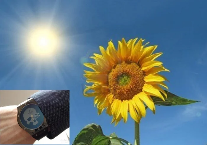 Sunflower is tuned to the Sun - My, Russian poetry, Nature, Sunflower, Wrist Watch