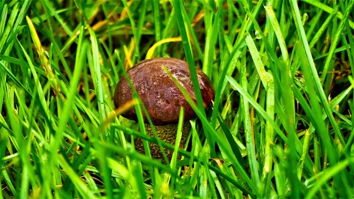 Hid - My, The photo, Walk, Nature, Mushrooms, Autumn