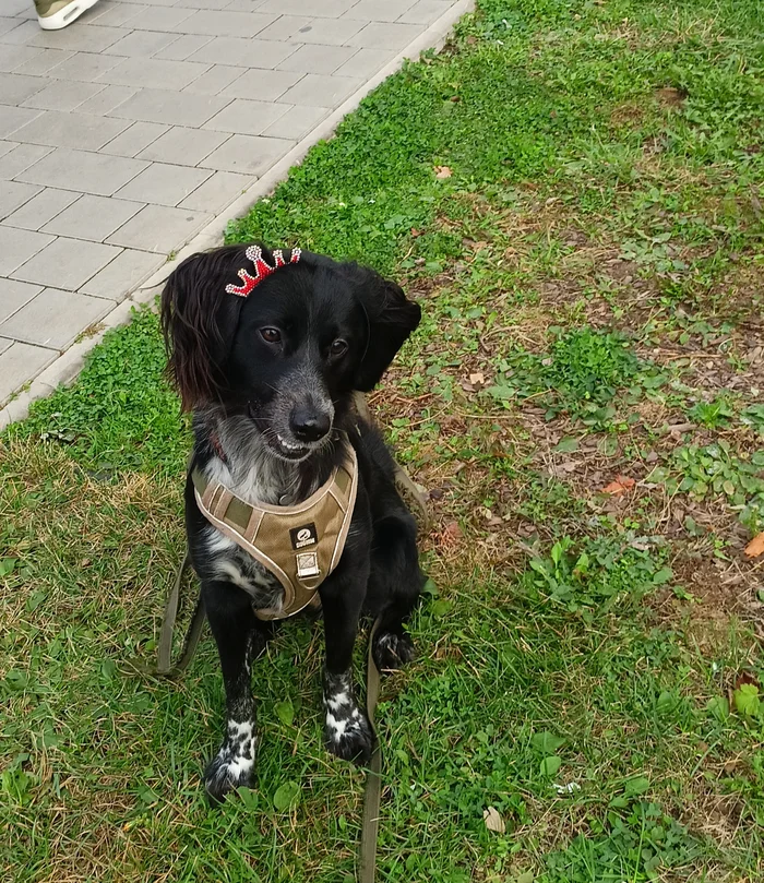 Reply to the post Just showing off my handsome guy - My, Dog, Nature, A wave of posts, Russian spaniel, Reply to post