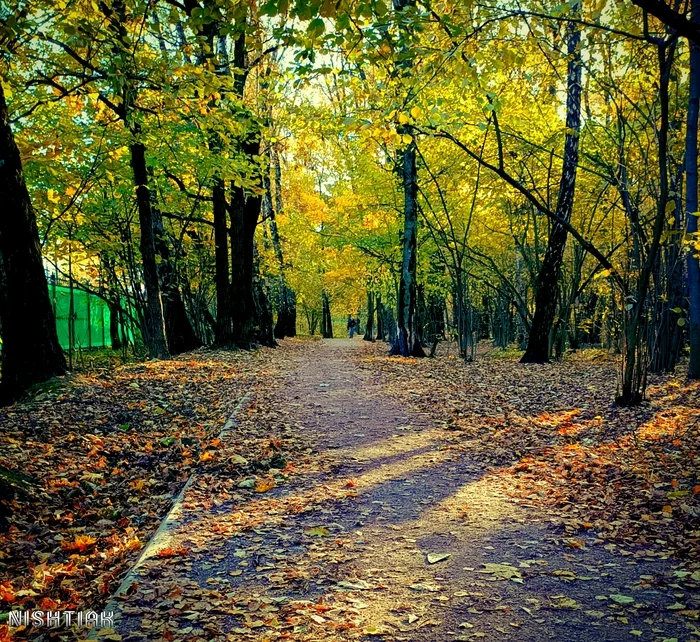 Autumn - My, Autumn, Leaves, Forest Park, Tree, Path, The photo, Mobile photography, Filter