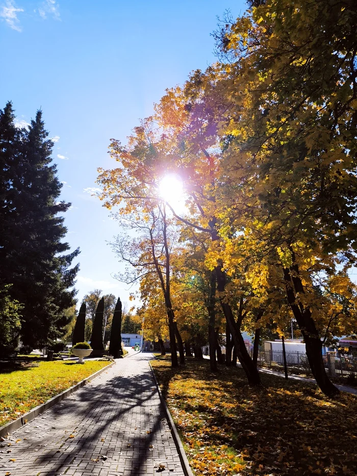 Simply Kaliningrad, simply the colors of autumn - My, Weather, Kaliningrad, The park, City walk, Street photography, Mobile photography, October, Beginning photographer, Cities of Russia, Longpost