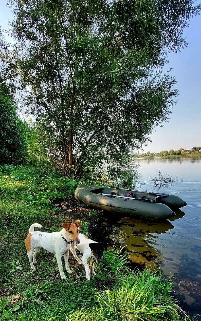 Reply to the post Just showing off my handsome guy - My, Dog, Nature, A wave of posts, Fox terrier, Reply to post, Longpost