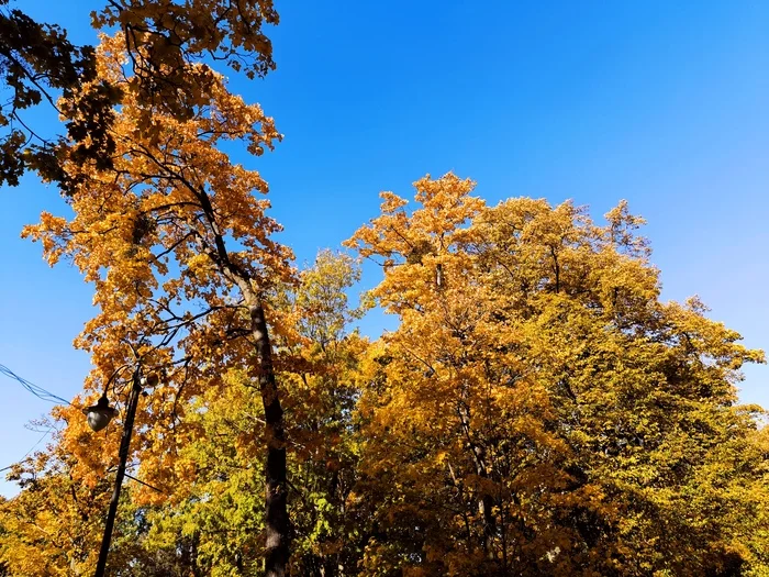 Simply Kaliningrad, simply the colors of autumn - My, Weather, Kaliningrad, The park, City walk, Street photography, Mobile photography, October, Beginning photographer, Cities of Russia, Longpost