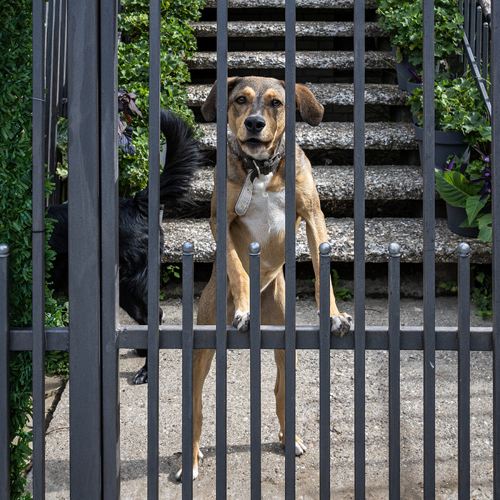 Собаки на улице 46